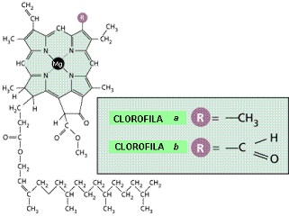 fotosintesis artificial clorofila